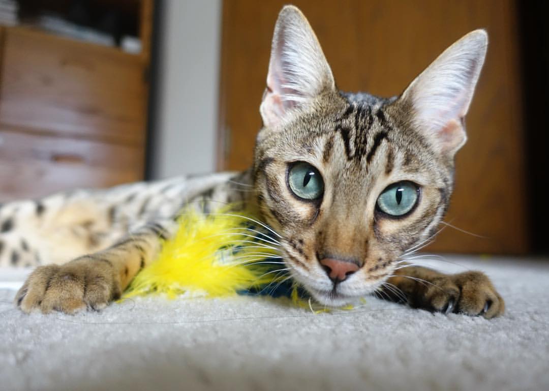 _火箭逐渐找回状态,冲刺季后赛希望_,火箭比赛会恢复吗