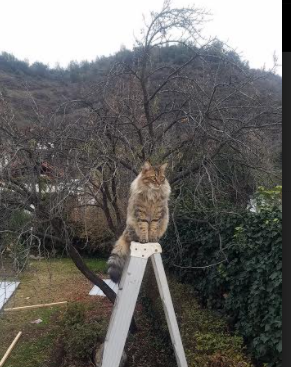 “英超精彩不断,逆转瞬间点燃现场气氛”,英超大逆转