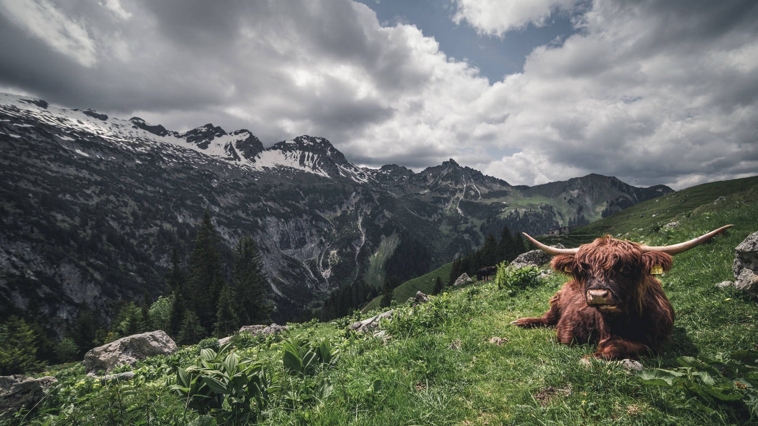 哥伦比亚女足在巴黎奥运会比赛中表现出色,赢得银牌,奥运会哥伦比亚女神