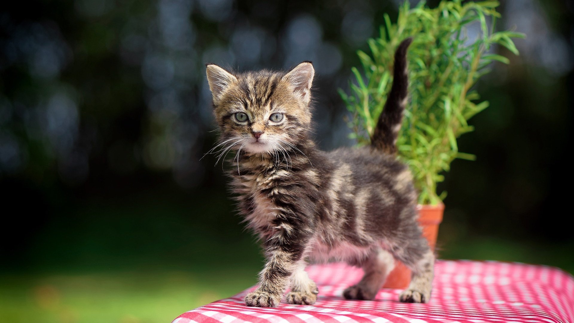法国足球遭遇“奥运滑铁卢”,法国足球 奥运会