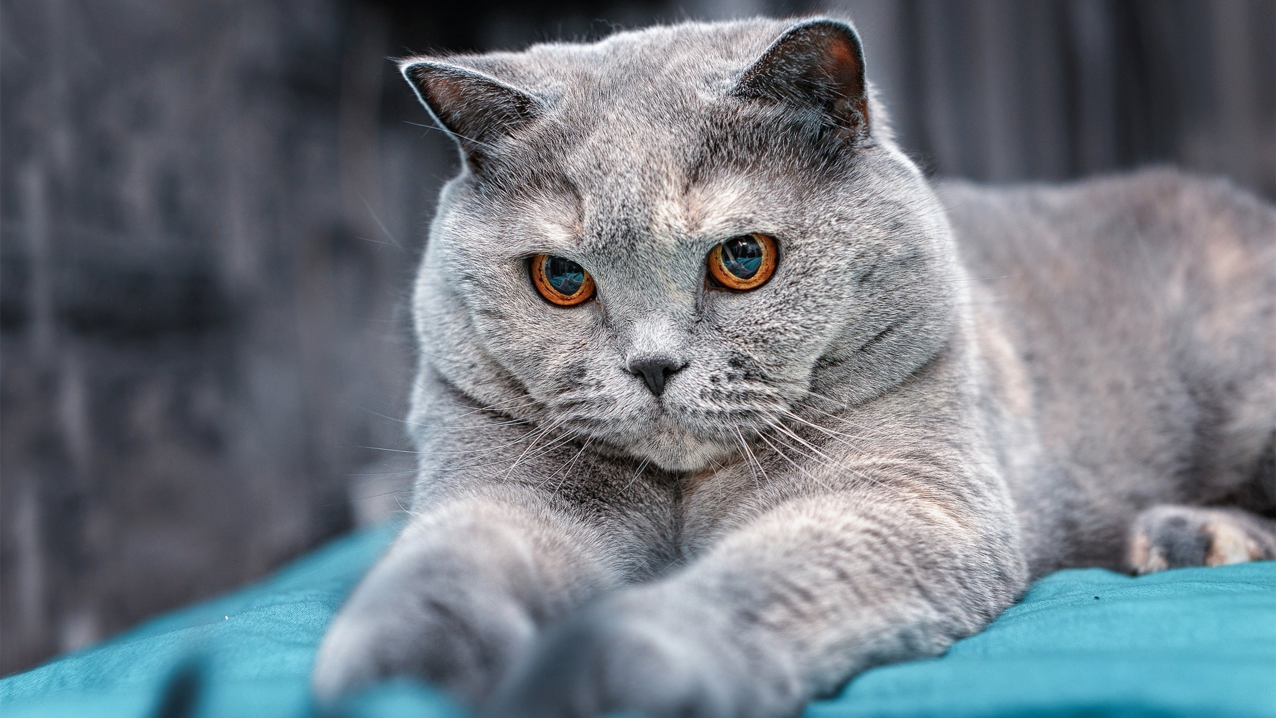 芈昱廷在“湾区杯”围棋大棋士赛中晋级决赛,围棋 芈昱廷