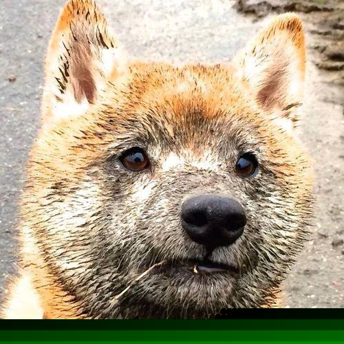 b体育平台-凯尔特人完封步行者，季后赛首轮中塔图姆三分雨不断，tatum凯尔特人