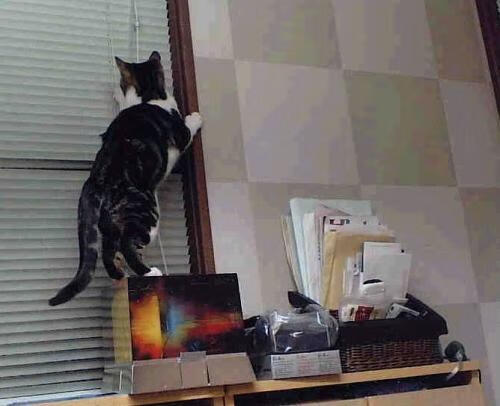 B体育亚洲官方网站-山东鲁能泰山队主场不敌深圳佳兆业，鲁能泰山vs深圳佳兆业