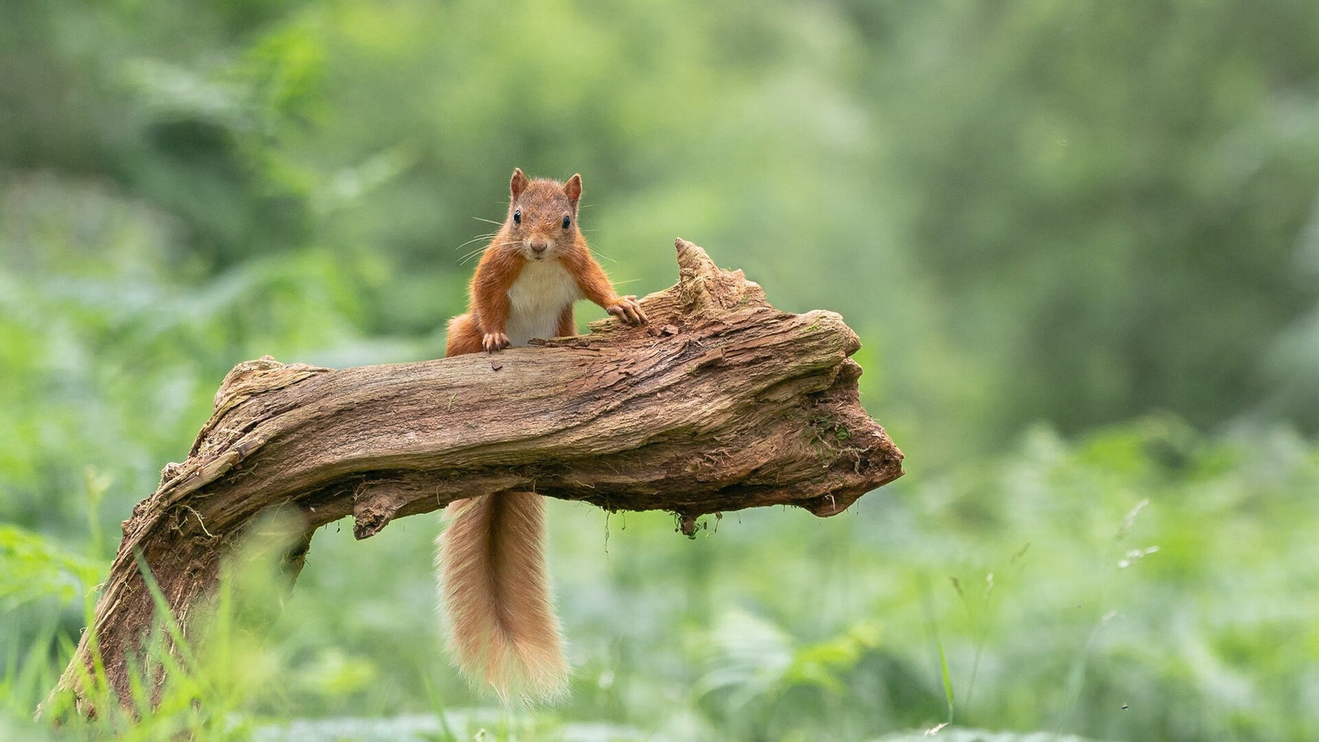拜仁慕尼黑客场1-1战平弗赖堡,遗憾错失胜利,拜仁慕尼黑对阵弗赖堡
