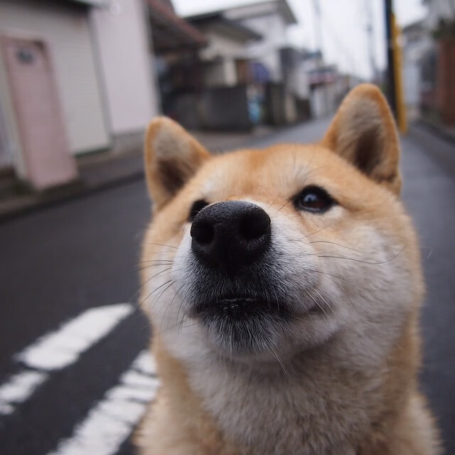 b体育直播-是否应规范主帅比赛中战术手势标准，主帅的旗帜叫什么