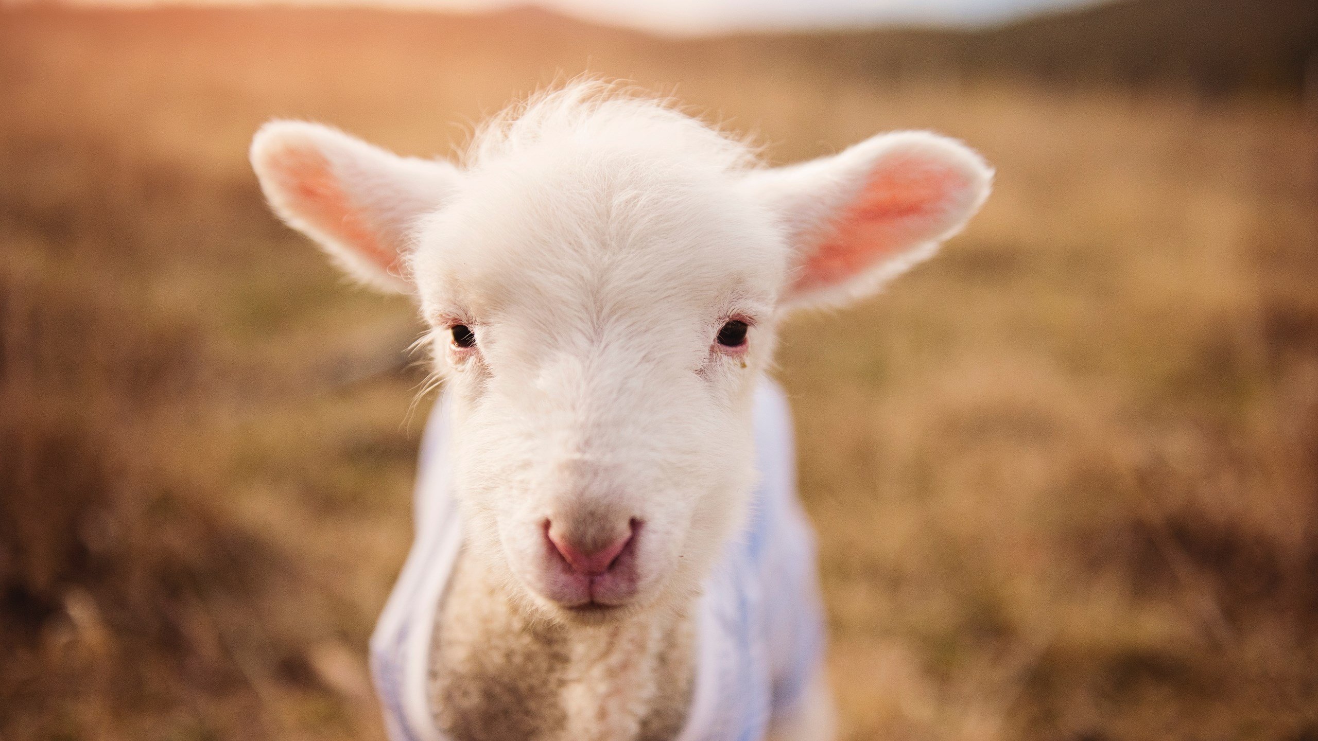 B体育亚洲官方网站-波兰队大胜圣马力诺，小组出线形势乐观，波兰联赛水平