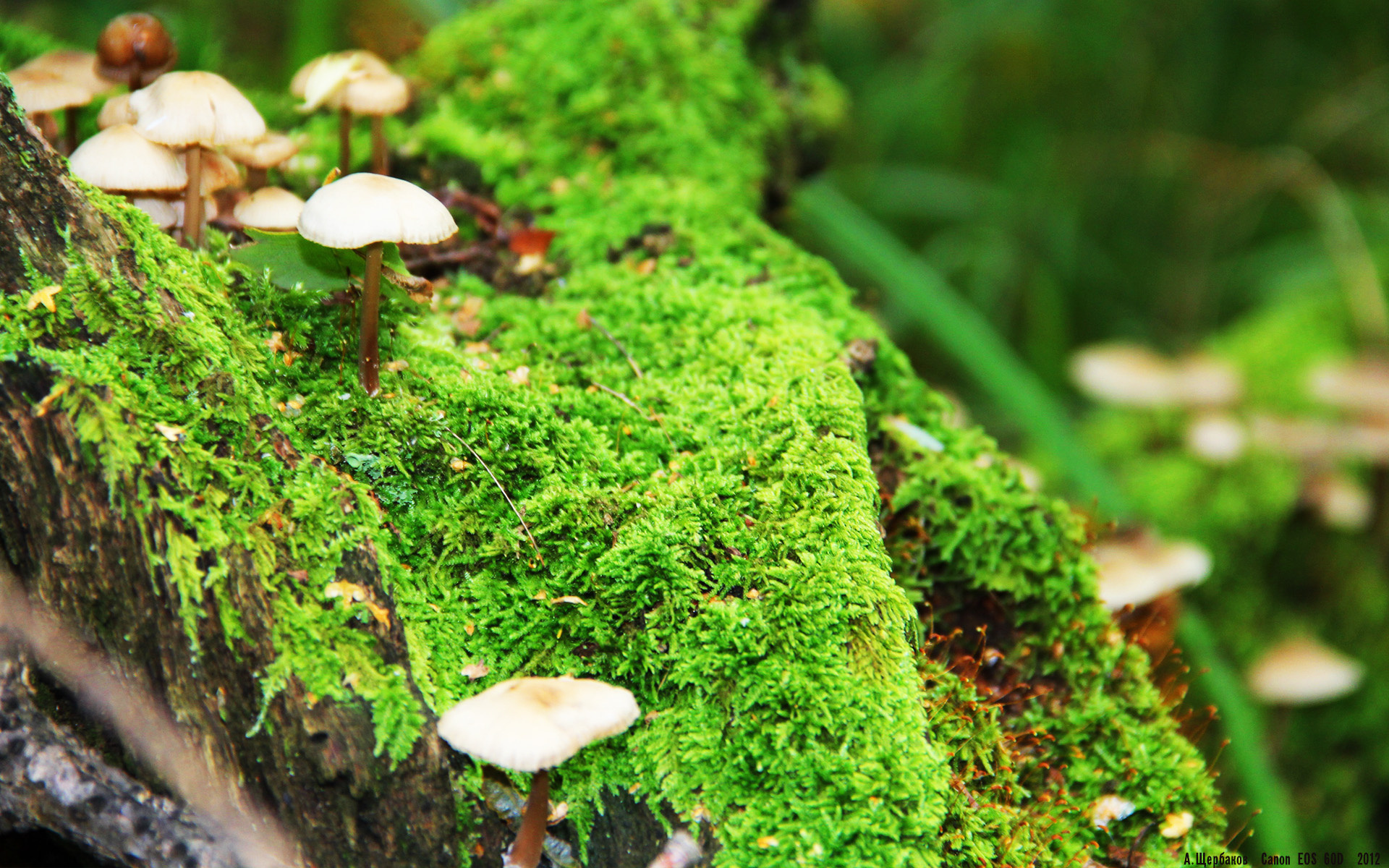 中国篮球职业联赛俱乐部财务管理风险控制，篮球俱乐部管理层组织架构