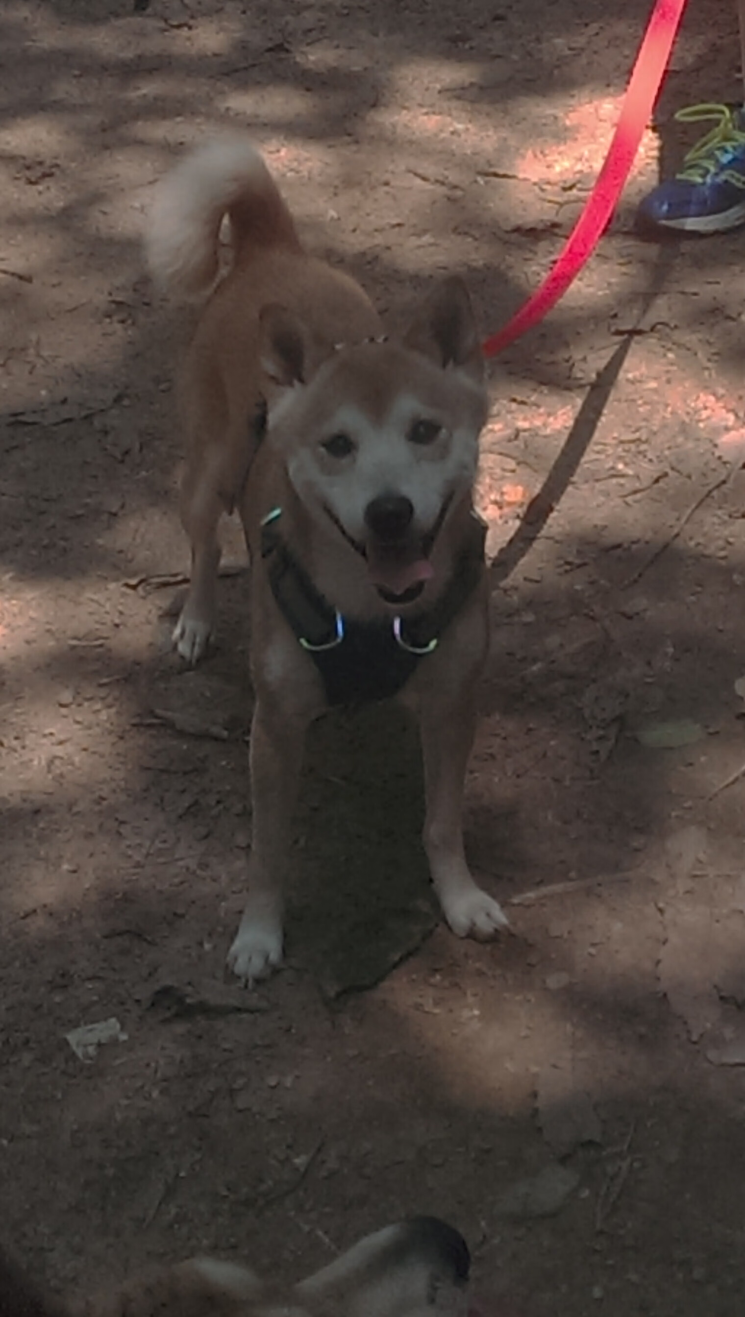 中超球队比赛策略调整，中超联赛改革