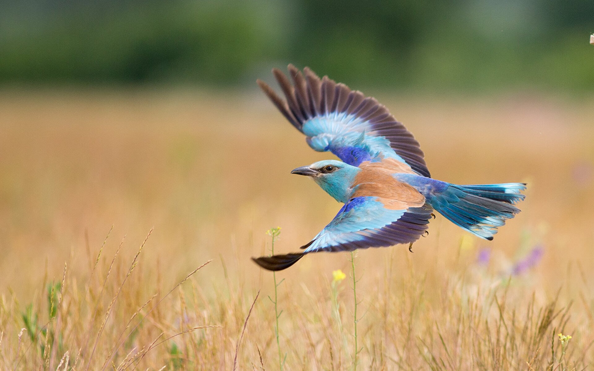 体育课程数字资源整合策略,体育数字教材