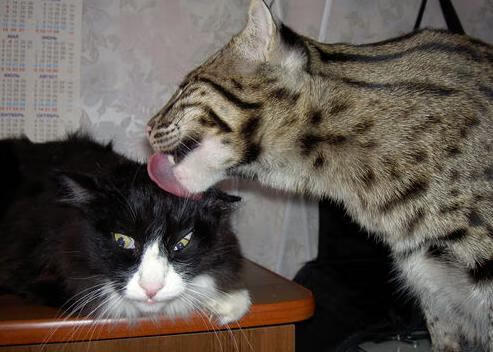 青少年体育锻炼持续性影响因素分析，青少年进行体育锻炼的必要性