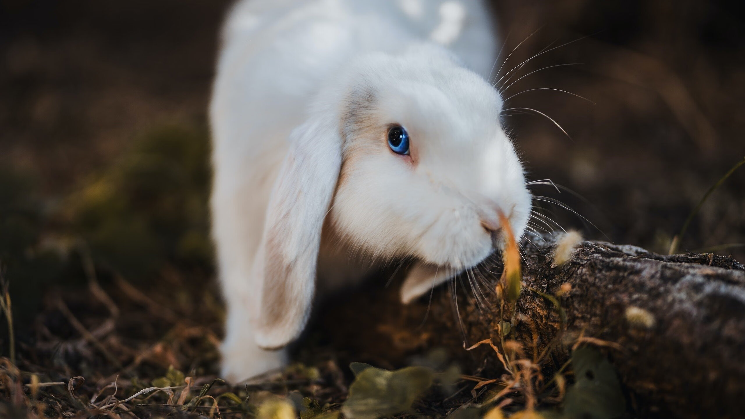 B 体育官网-冬奥集训营科学规划训练内容，冬奥会集训