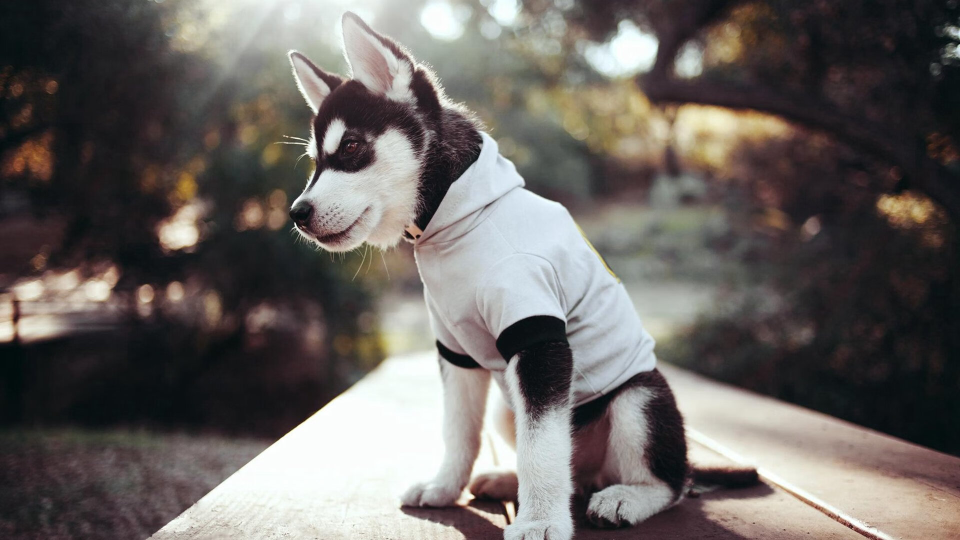 巴西女篮在拉丁美洲锦标赛中夺冠,继续巩固区域霸主地位