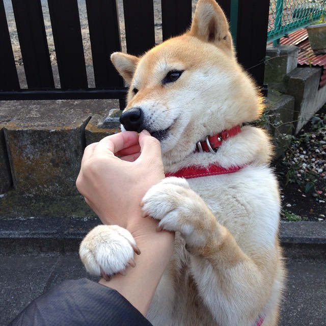 青少年足球培训引入虚拟教练,提升个性化指导能力,青少年足球培训app